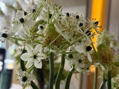 -李沧绿城喜来登酒店大堂吧