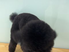 -中农大我爱我爱动物医院·核磁CT·猫病·24小时夜诊中心(石佛营店)