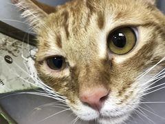 -爱诺耐芙动物医院(万博店)