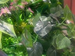 -太二酸菜鱼(石家庄万象城店)