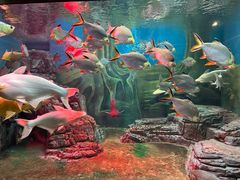 -上海海洋水族馆