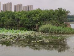 -丁香湖公园