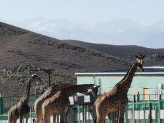 -新疆天山野生动物园