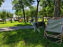 -爪吧宠物乐园 (温榆河示范区店)