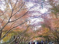 -灵顺寺