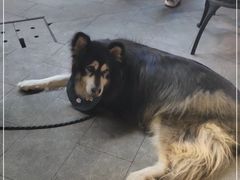 -more than meow吴止猫主题餐厅(承德 中船汇店)