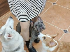 -柯斗斗主题餐厅·狗咖·围炉煮茶·茶饮(国瑞升平里店)