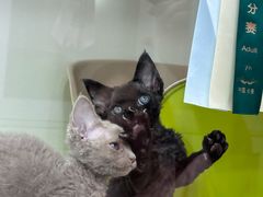 -青奢宠物·青奢猫舍