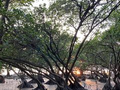 -宝安西湾红树林湿地公园