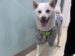 -宠福鑫康馨动物医院·骨科·眼科