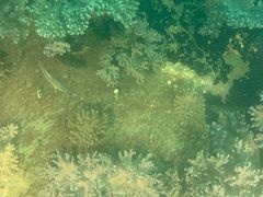 -亚龙湾海底世界