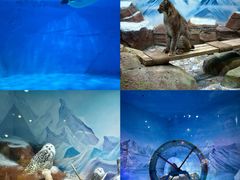 -海合安成都极地海洋公园