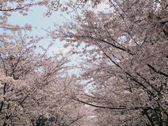 -高东镇樱花园