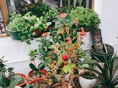 -北京龙庆四季香农家饭庄·灶台鱼·碳烤虹鳟鱼(龙庆峡店)