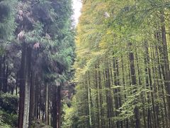 -山王坪喀斯特国家生态公园