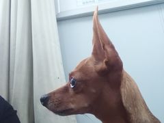 -美联众合动物医院·24h转诊中心