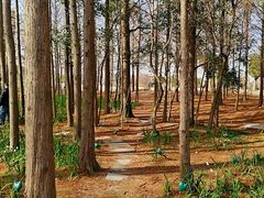 -上海长兴岛郊野公园