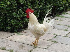 -春风习习