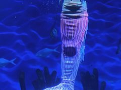 -海合安武汉极地海洋公园