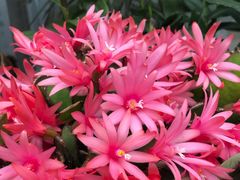 -金科花卉市场