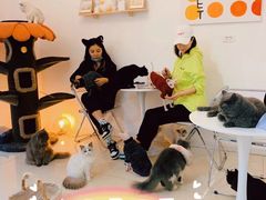 -团子家猫咪猫咖馆·柯基·柯尔鸭