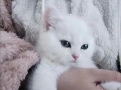 -喵汪萌宠屋旗舰店.洗澡美容.猫狗基地