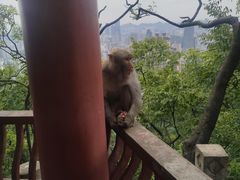 -黔灵山公园