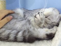 -喵的天空名猫咖啡馆·撸猫·猫舍·用品