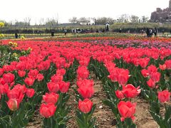 -兰陵国家农业公园