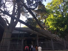 -晋祠公园