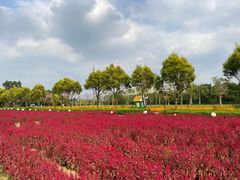 -广东花都香草世界旅游度假区