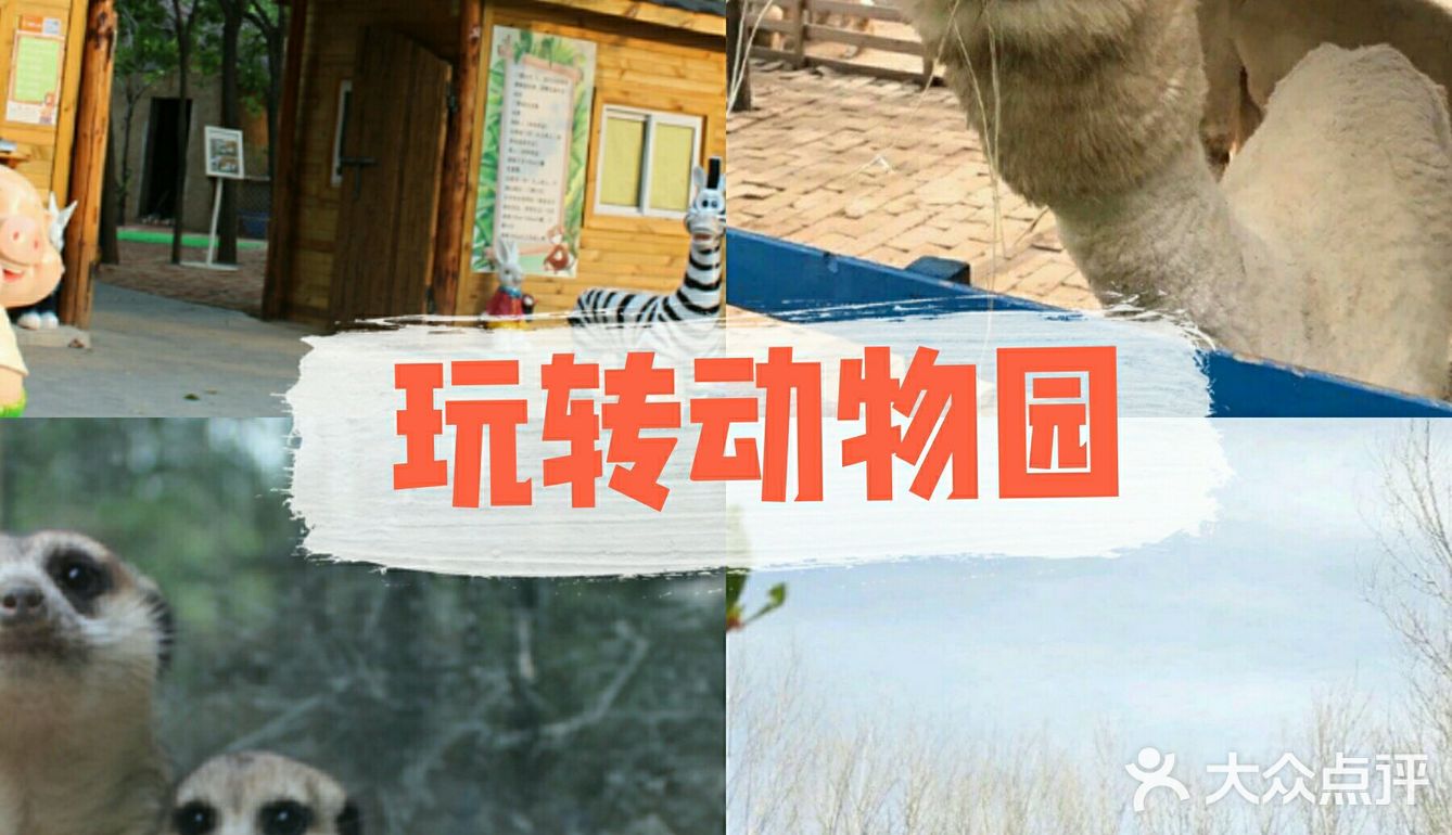 想去动物园？来乐zoo动物体验营！