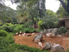-昆明动物园