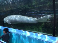 -悉尼海洋生物水族馆