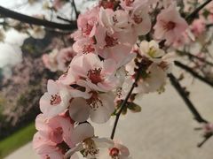 -秀丽东方