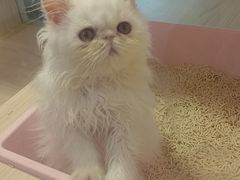 -爪爪喵星球·猫舍(前海卓越店)