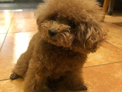 -more than meow吴止猫主题餐厅(承德 中船汇店)