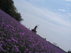 -大塘金香草谷