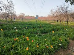 -天适樱花悠乐园