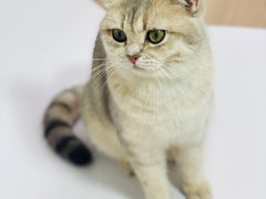 -Umiao与猫咖啡 猫咖
