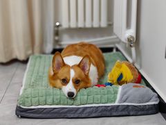 -宠福鑫康馨动物医院·骨科·眼科