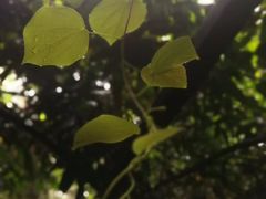 -呀诺达热带雨林