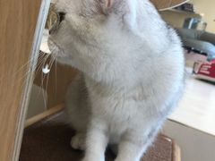 -飞行喵MR PILOT|猫舍·猫咖(静安大融城店)