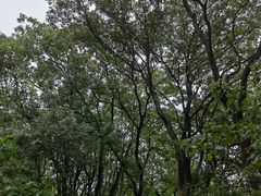 -佛手湖郊野公园