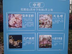 -高东镇樱花园