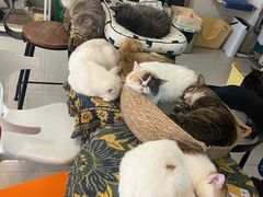 -平行世界·猫咖(首经贸店)