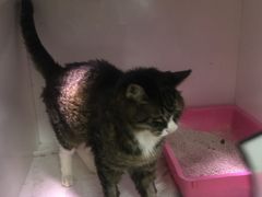 -瑞派·关忠动物医院·异宠专科·犬猫肿瘤·皮肤专科(望京店)