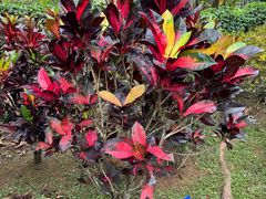 -中国科学院西双版纳热带植物园