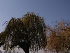 -品鲜村农家菜·阳澄湖大闸蟹(总店)