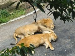 -大连森林动物园